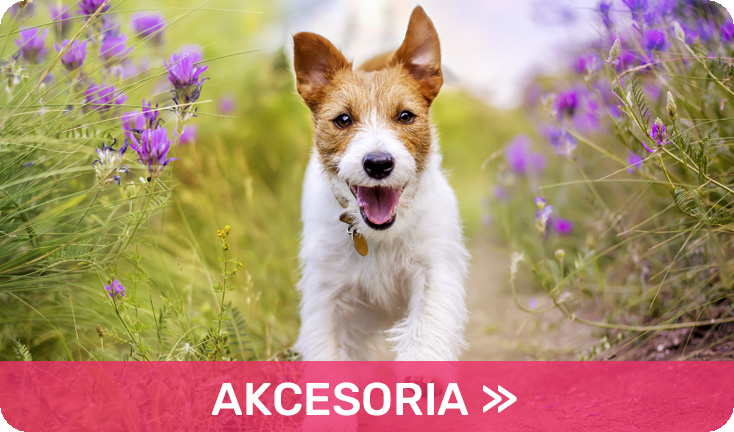 Akcesoria dla psów